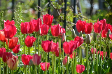 Fototapeta premium Vivid tulip of flower garden