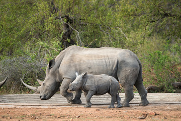 Obraz premium Nosorożec biały, samica i młode, nosorożec biały, Ceratotherium simum, Park Narodowy Krugera, RPA