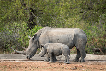 Fototapeta premium Nosorożec biały, samica i młode, nosorożec biały, Ceratotherium simum, Park Narodowy Krugera, RPA