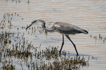 Héron mélanocéphale,.Ardea melanocephala, Black headed Heron, Afrique du Sud