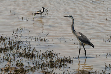 Héron mélanocéphale,.Ardea melanocephala, Black headed Heron, Afrique du Sud