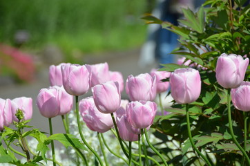 Beautiful pink tulips