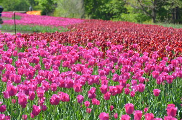 Brilliant tulip fields