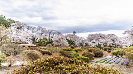 春の沼田城址の風景