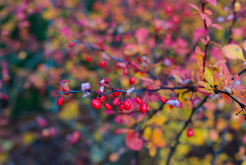 Decorative barberry bushes with fiery leaves and red berries. Autumn landscape