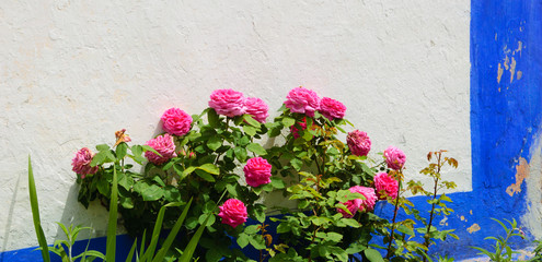 Rose bush near the typical Portuguese rural house (white wall and blue line).