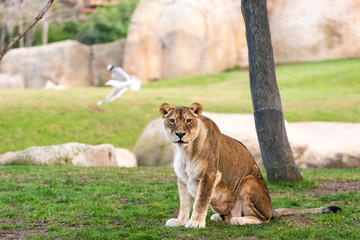 Obraz premium Lioness looking at camera calmly in a zoo.