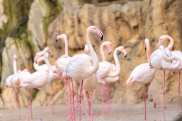 Group of pink flamingos, Phoenicopterus roseus, walking.
