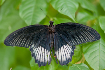 Fototapeta na wymiar Macrophotographie insecte - Grand mormon - Memnon agenor - Lepidoptere