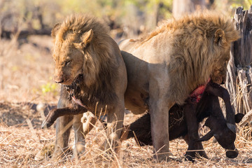 Two male lions with a buffalo kill