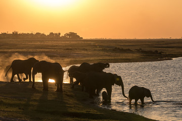 Fototapeta na wymiar Elephants drinking at the chobe river