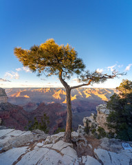 Grand Canyon Juniper Tree