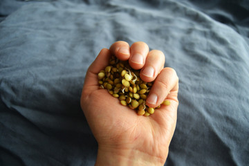 fresh, tasty lentil sprouts. seeds sprouts. organic lentil sprouts in the hand.  lentil seedlings Raw vegan healthy food. lentil sprouts macro.