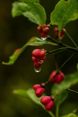 Obraz premium Flowers 