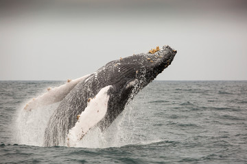 Whale jumping out of the pacific ocean around Puerto Lopez, Ecudaor