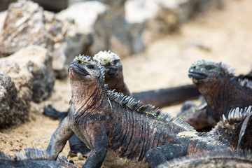 Fototapeta premium Marine Iguanas heating up in the sun at the Galapagos Islands