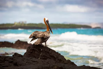 Foto op Canvas Pelican resting after fishing at the Galapagos Islands © Haico