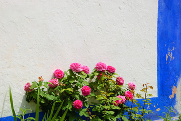 Rose bush near the typical Portuguese rural house (white wall and blue line).