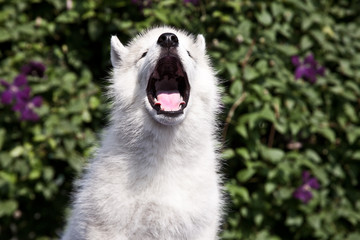 Little husky puppy yawning. Cute howling dog. © Mariia S.