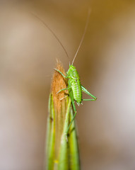 Macrophotographie insecte - Jeune sauterelle verte - Tettigonia viridissima - Orthoptere