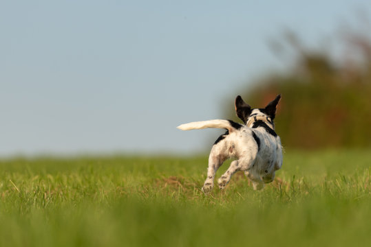 Jack Russell Terrier dog is running away over a green fmeadow. Cute runaway doggy
