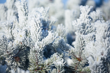 Pine covered with frost