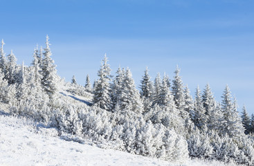 Forest covered with frost