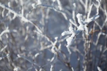 Bushes covered with frozen.