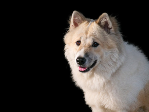 Thai bangkaew dog, this dog are mix from thai dog fox and wolf, female 11 months old.