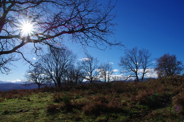 sentier de for&ecirc;t avec des arbres et un rayon de soleil 