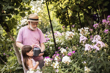 Old man teaching granddaughter to water flowers