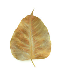 Bo leaf isolated on white background