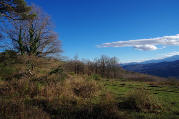 arbres et for&ecirc;t du fenouill&egrave;des 