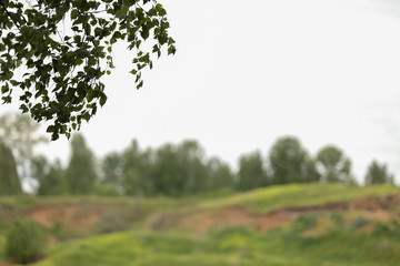 Nature, forest, tree, field, sky, birch, landscape.