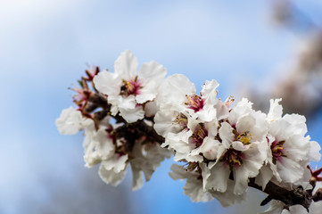 Close-up Macro flower of almond