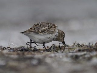 Fototapeta premium Alpenstrandläufer, Calidris alpina