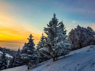 Winter frosty snow-covered forest without people, spruce and trees covered with white snow on the background of bright orange sunrise in the blue sky