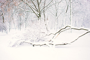 Winter nature background, landscape. Winter forest, park with snowy fallen trees. Winter bad weather, storm, blizzard, snow drifts. A lot of snow. Selective focus