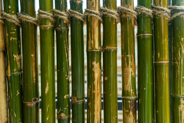 Obraz premium Green bamboo fence background