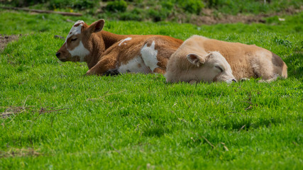 Cows on the grass, nature, calves, greens, summer.