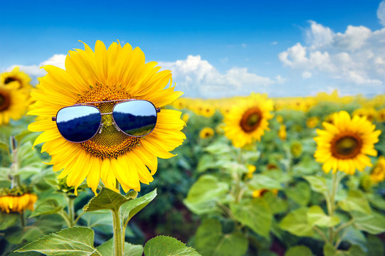 sunflower wearing sunglasses with sunflower field over cloudy blue sky and bright sun lights