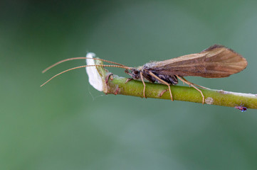 Macrophotographie insecte - Phrygane - Limnephilus rhombicus - Trichopteres