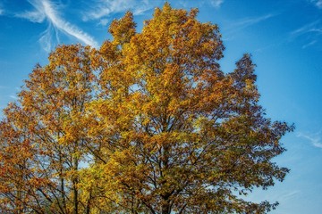 Fototapeta premium Autumn tree with golden leaves in creative HDR design