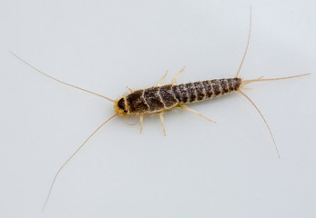 Macrophotographie insecte - Poisson d'argent - Lepisma saccharina - Zygentomes