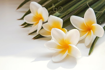 Tropic plumeria flowers and palm leaves close-up