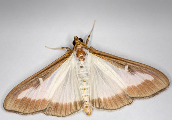 Macrophotographie insecte - Pyrale du buis - Cydalima perspectalis - Lepidoptere