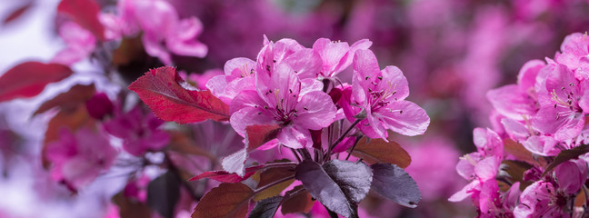 banner spring blooms in a plum tree