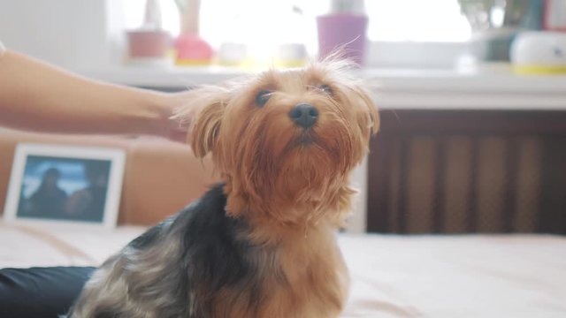 woman brushing her dog. dog funny video. girl lifestyle combing a little shaggy dog pet care. woman using a comb brush Yorkshire Terrier. friendship and care for pets dogs concept