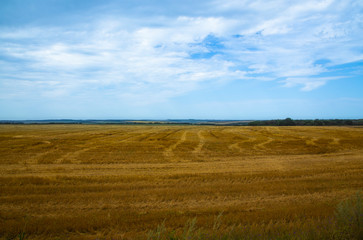 Cut hay in the fields. Harvesting. Bright blue sky and colorful fields in a rural area.