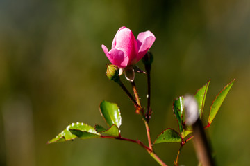 Obraz premium Flowers